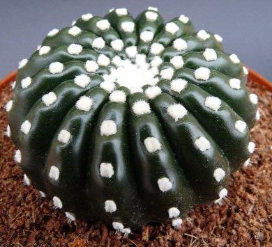 Notocactus uebelmannianus v. brevispinus