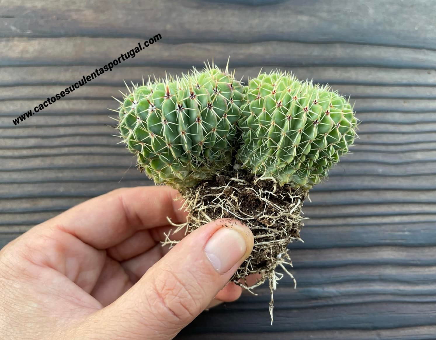 Notocactus buiningii double