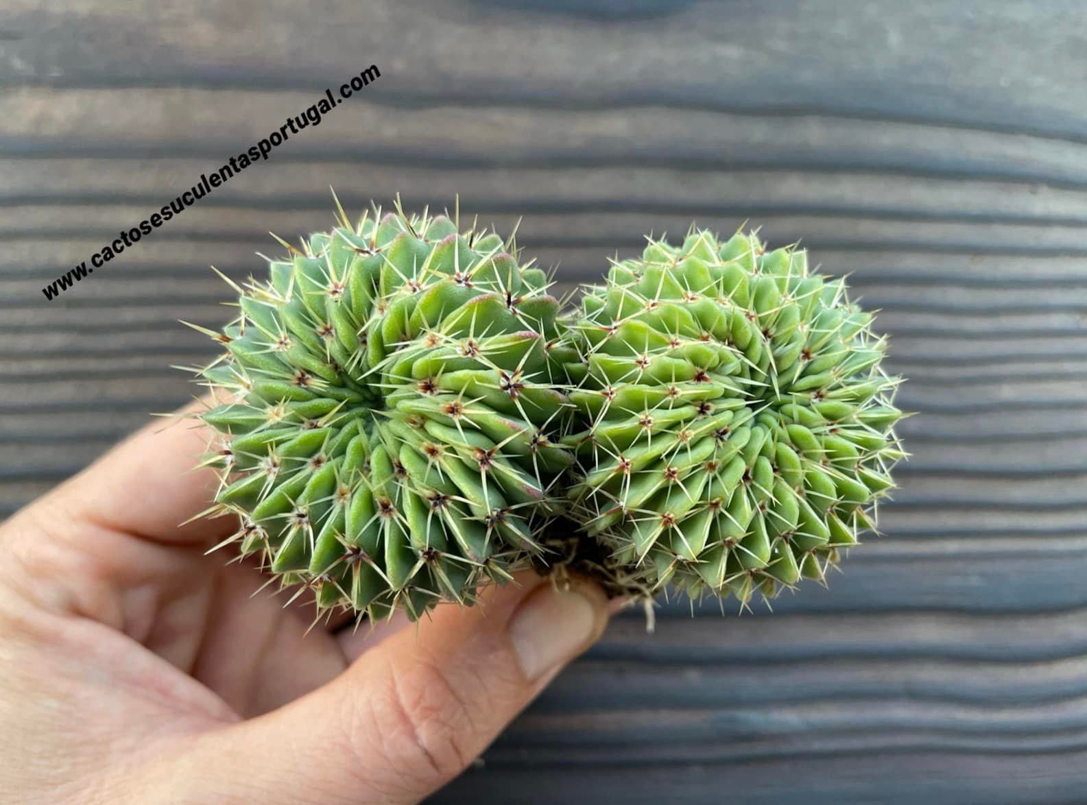 Notocactus buiningii double