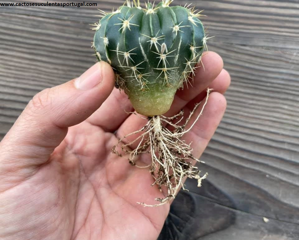 Notocactus erinaceus