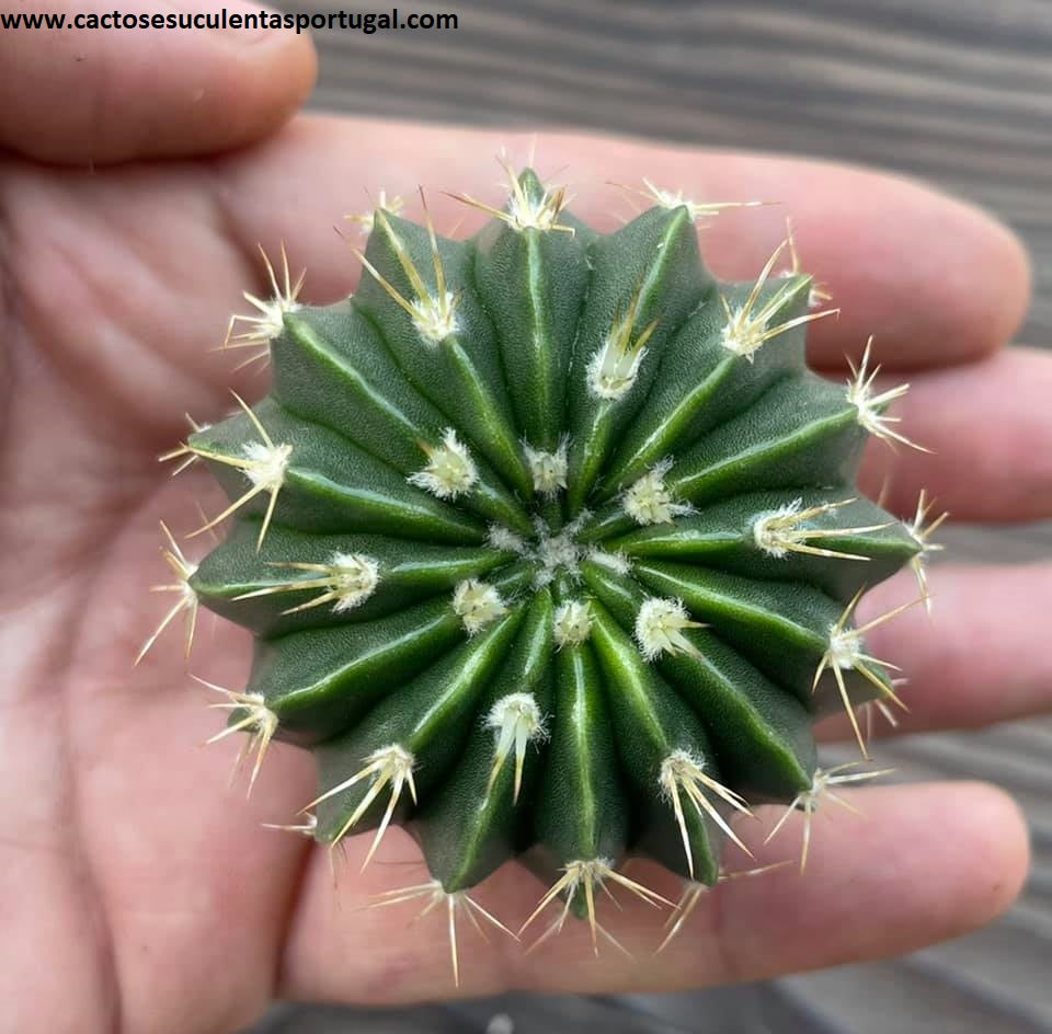 Notocactus erinaceus