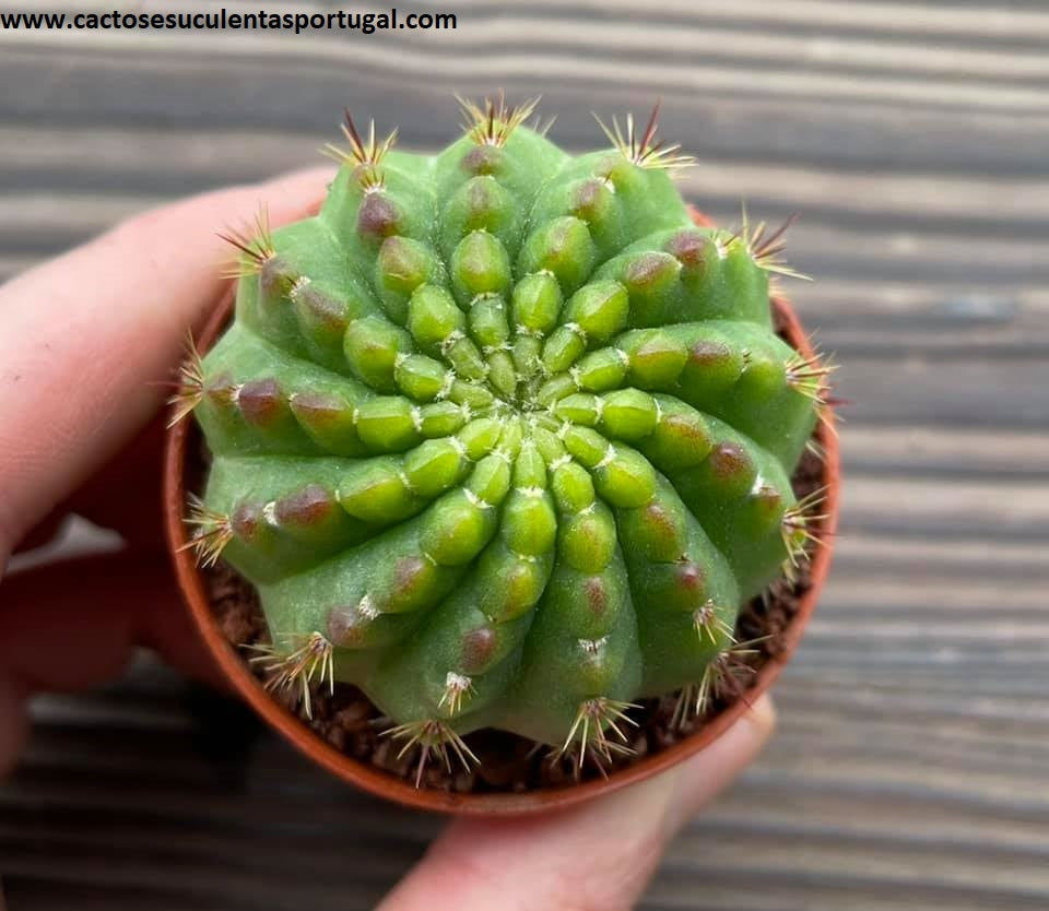 Notocactus ottonis wigginsia var. nothohorstii