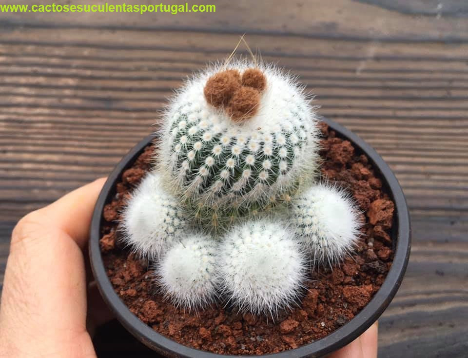 Notocactus Scopa Var. Albispinus