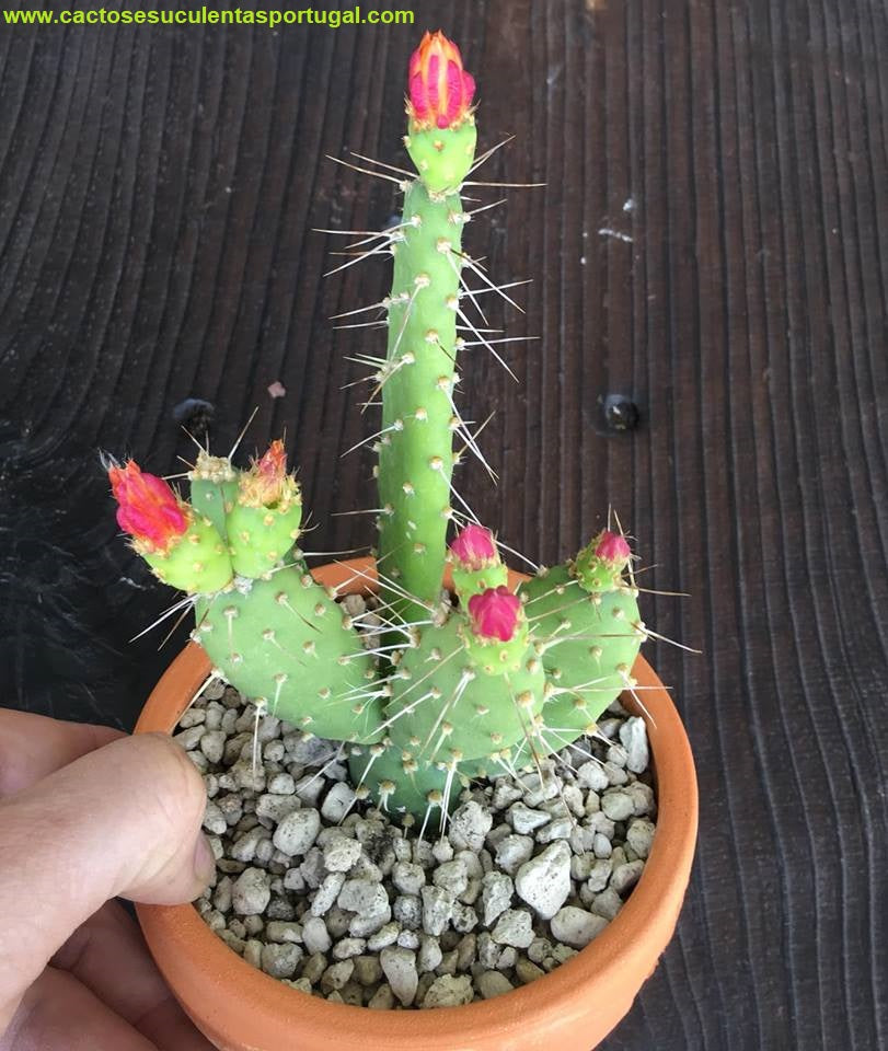 Opuntia Quitensis