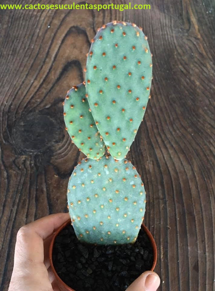Opuntia Basilaris var. caudata 