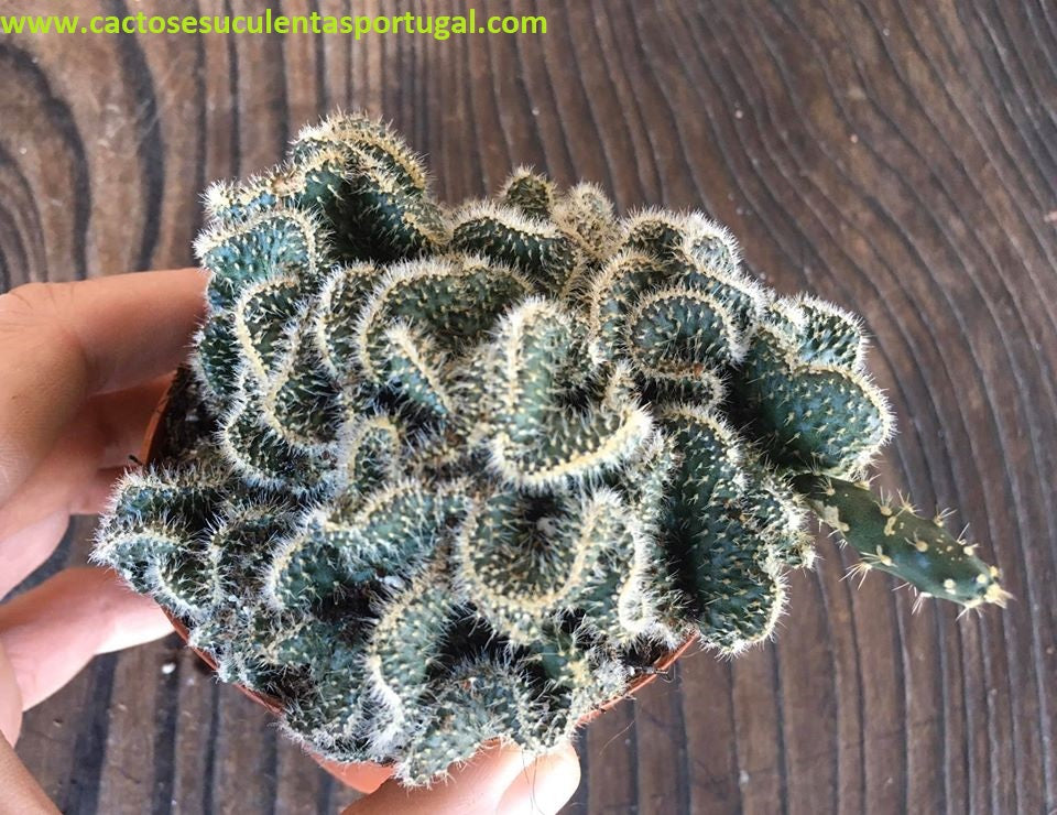 Opuntia Cylindrica Cristata