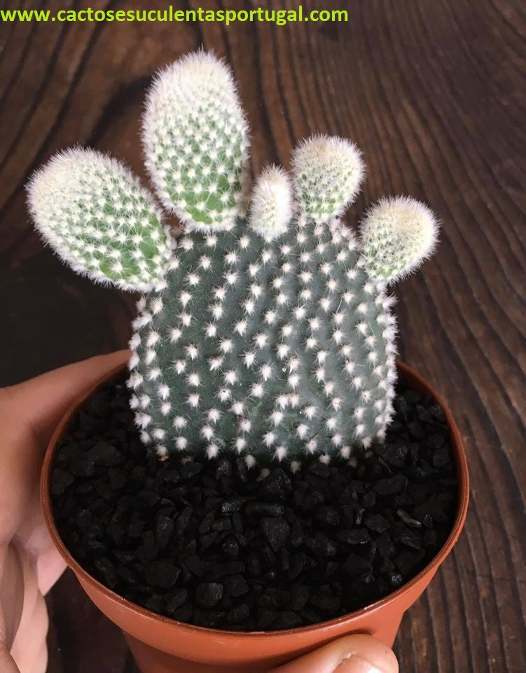 Opuntia microdasys var. albispina