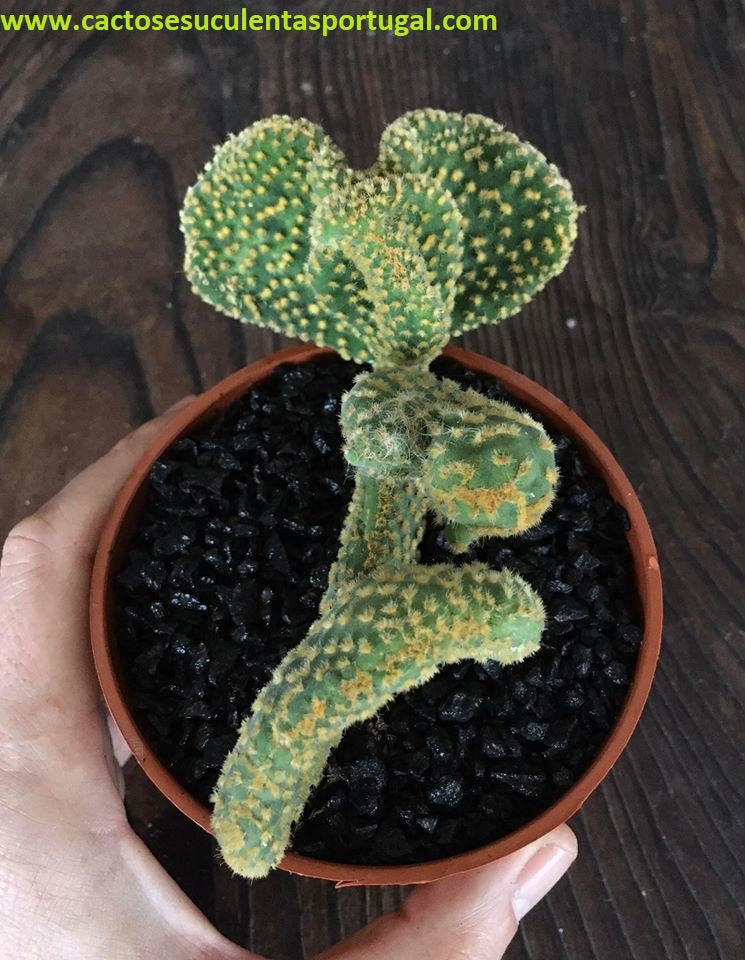 Opuntia microdasys var. pallida f. undulata