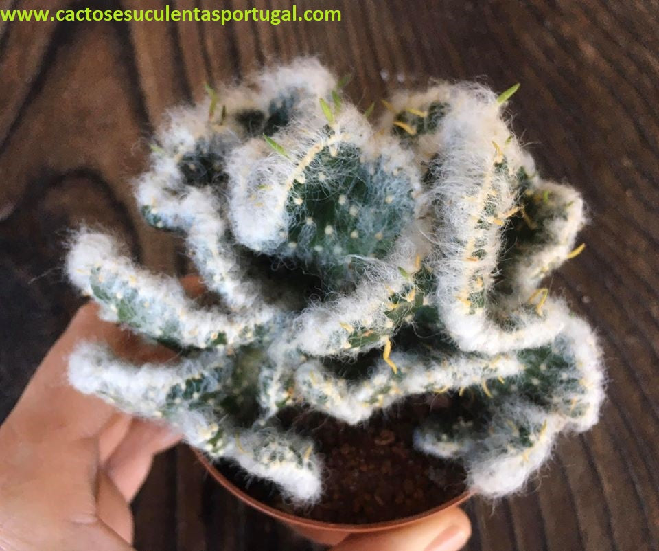 Opuntia vestita cristata