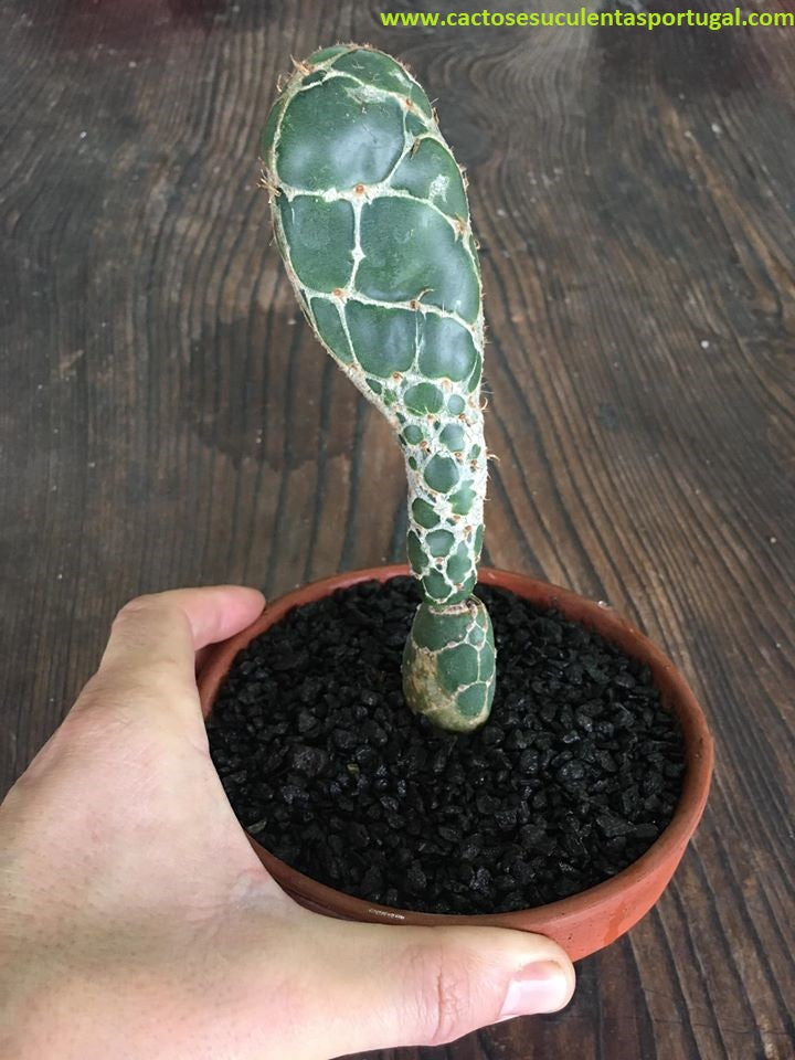 Opuntia Zebrina f. Reticulata  "cobra" 