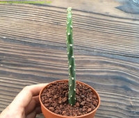 Opuntia rubescens (Road Kill Cactus)2