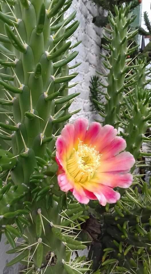 Opuntia Subulata