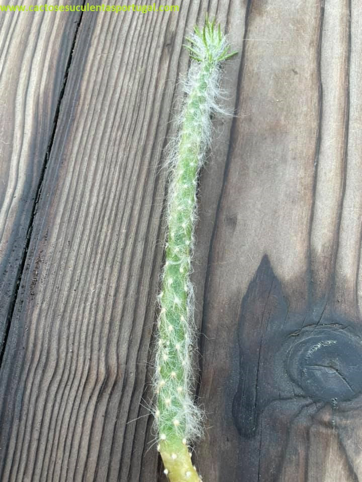 Opuntia vestita