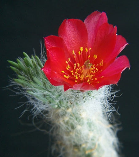Opuntia vestita