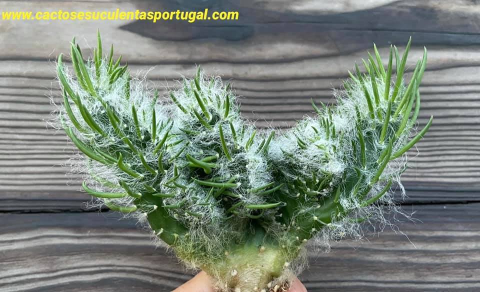 Opuntia vestita form. cristata