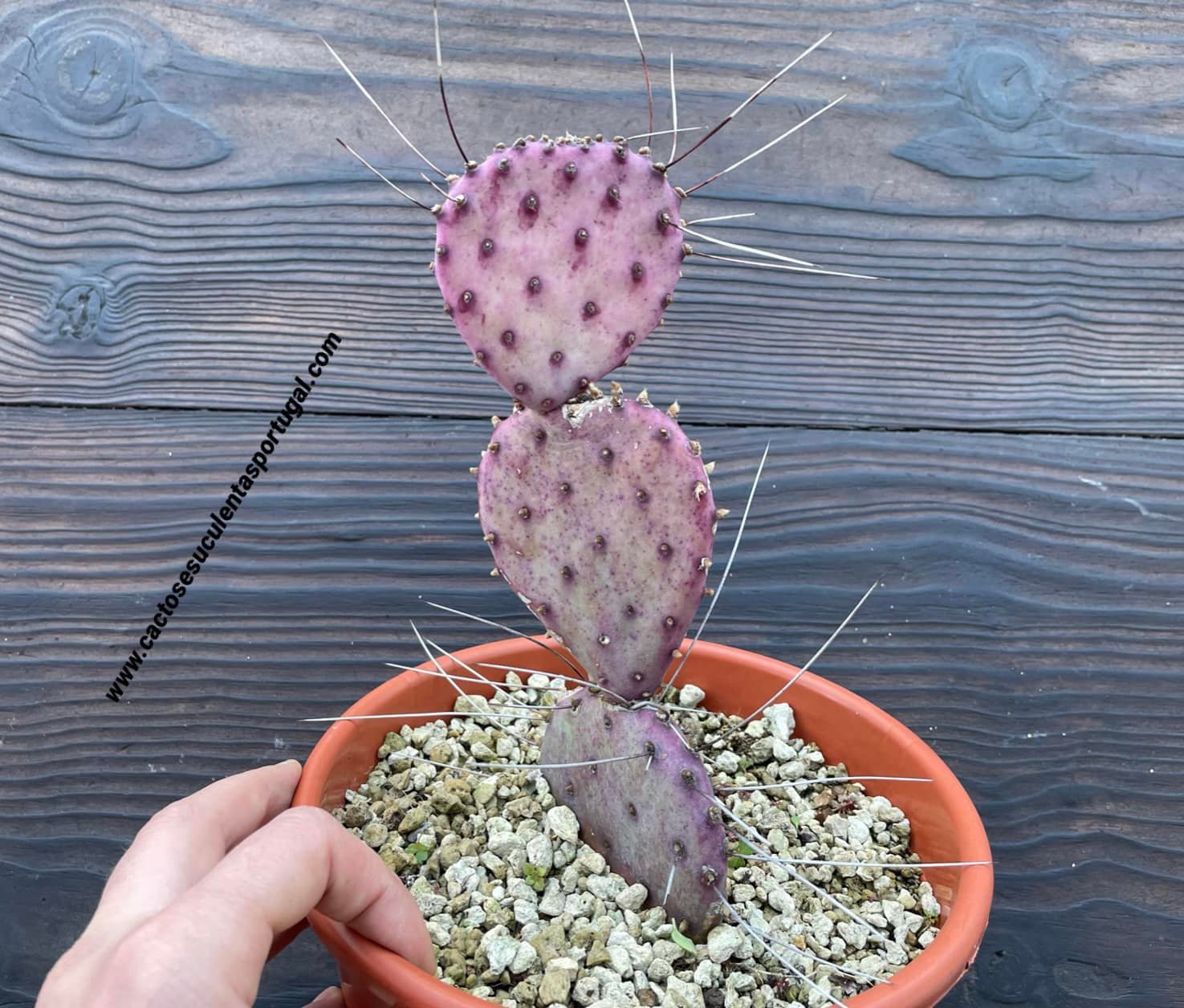 Opuntia violacea var. Santa Rita