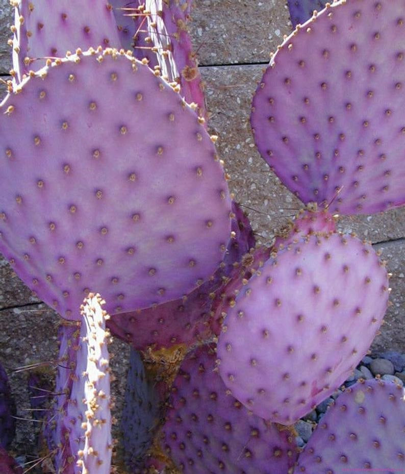Opuntia violacea v. "Santa Rita"