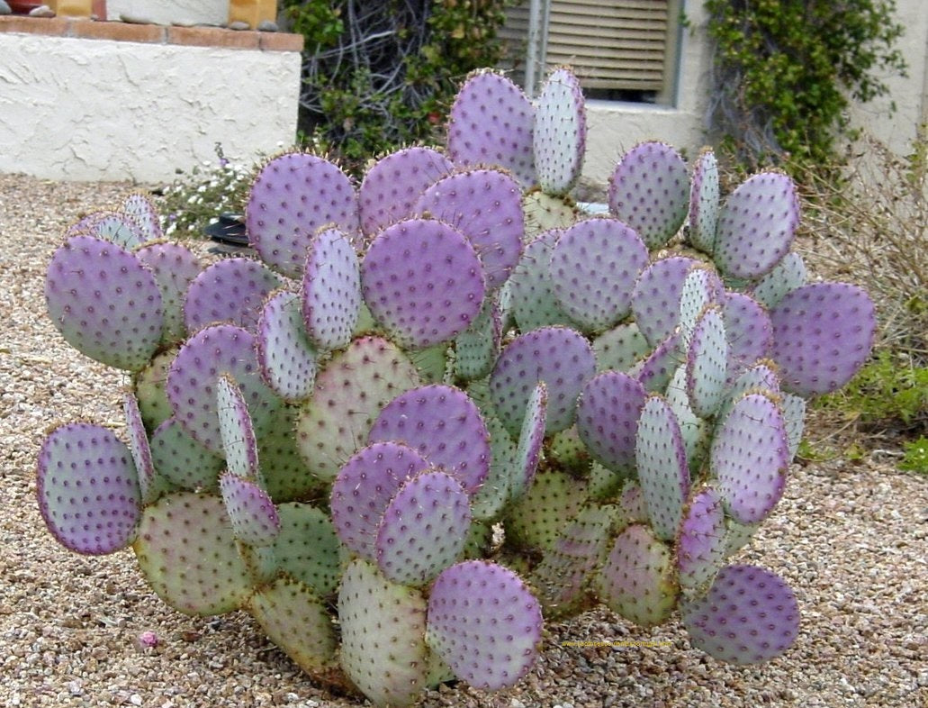Opuntia violacea v. "Santa Rita"