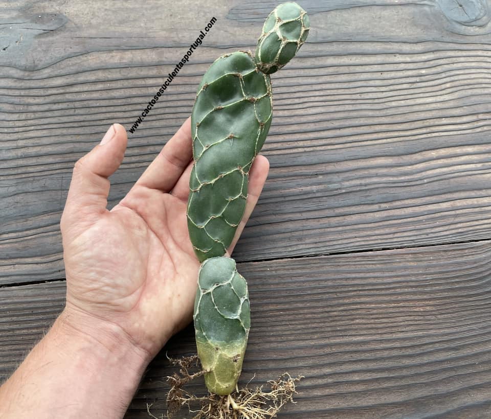 Opuntia zebrina f. reticulata 'cobra'