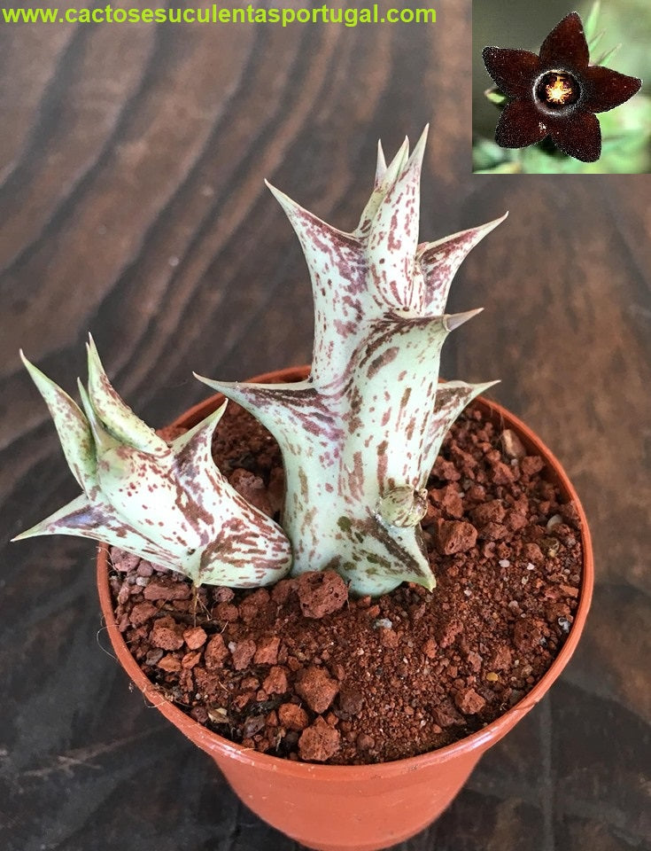 Orbea decaisneana subs. hesperidum