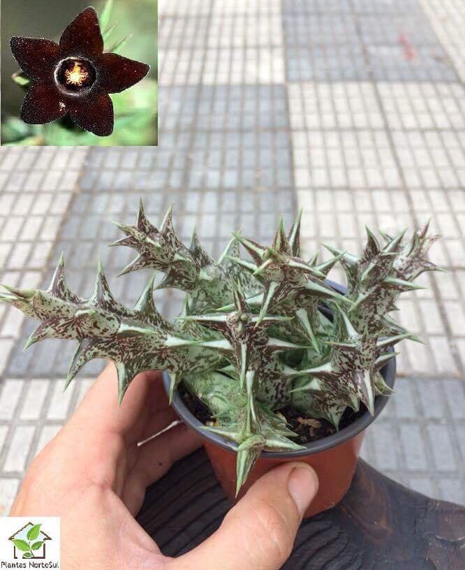 Orbea decaisneana subs. hesperidum