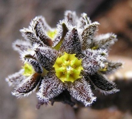 Caralluma burchardii subsp. maura 