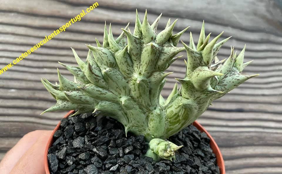 Orbea decaisneana subs. hesperidum form. cristata