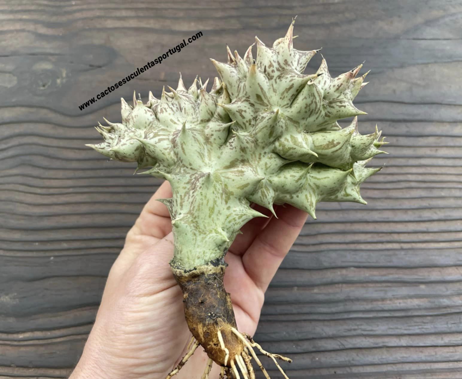 Orbea decaisneana subs. hesperidum form. cristata