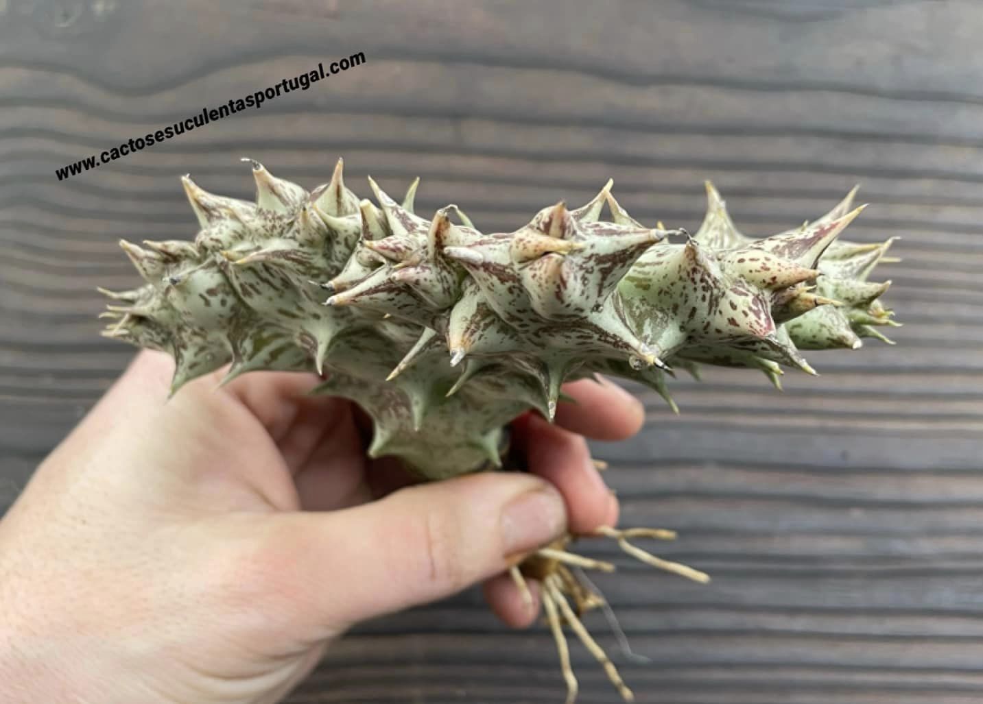 Orbea decaisneana subs. hesperidum form. cristata
