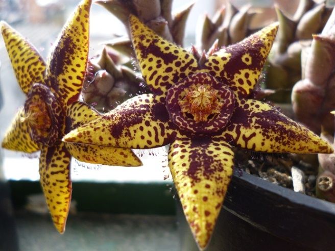Orbea halipedicola x Orbea variegata 