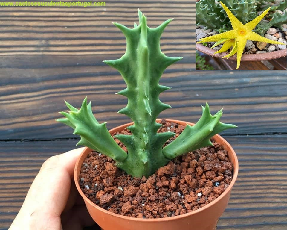 Orbea lutea 