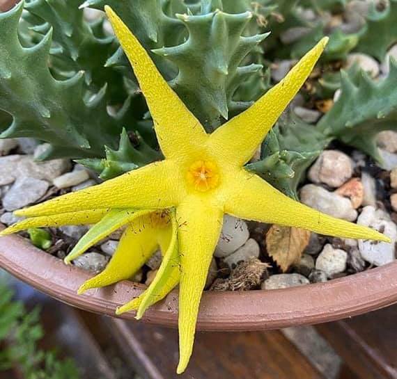 Orbea lutea 