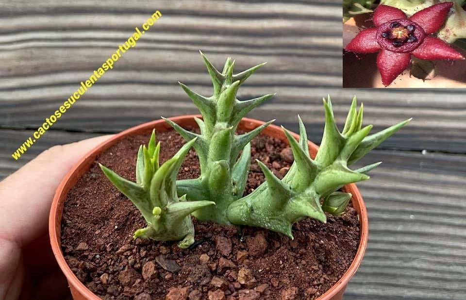 Orbea semota subsp. orientalis