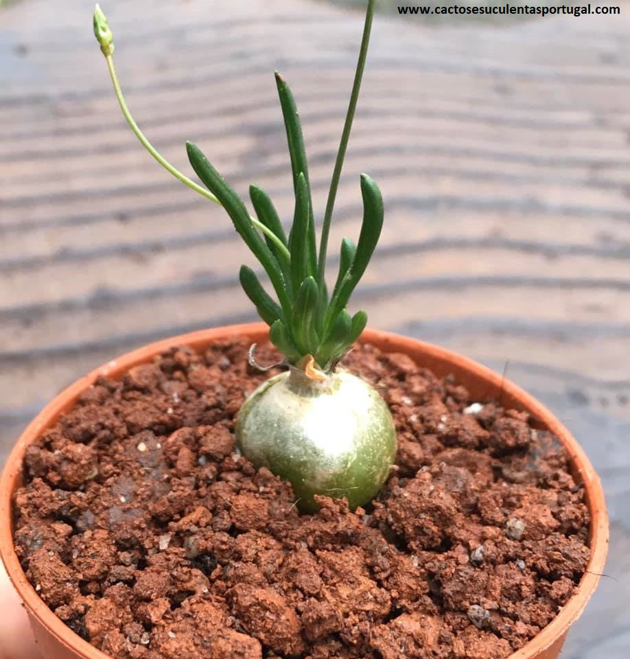 Ornithogalum Lithopsoides Van Jaarsv