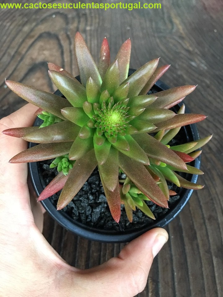 Orostachys chanetii