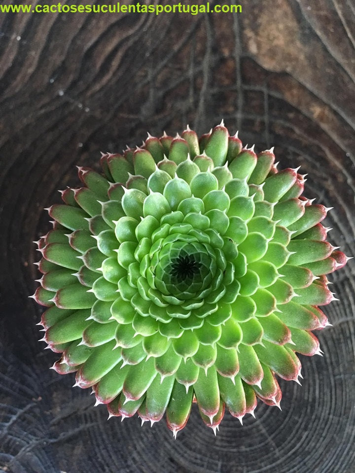 Orostachys spinosa bongela