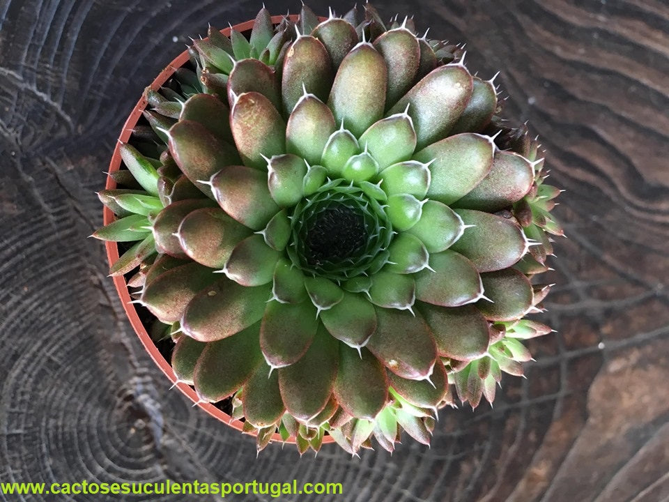 Orostachys spinosa chocolate