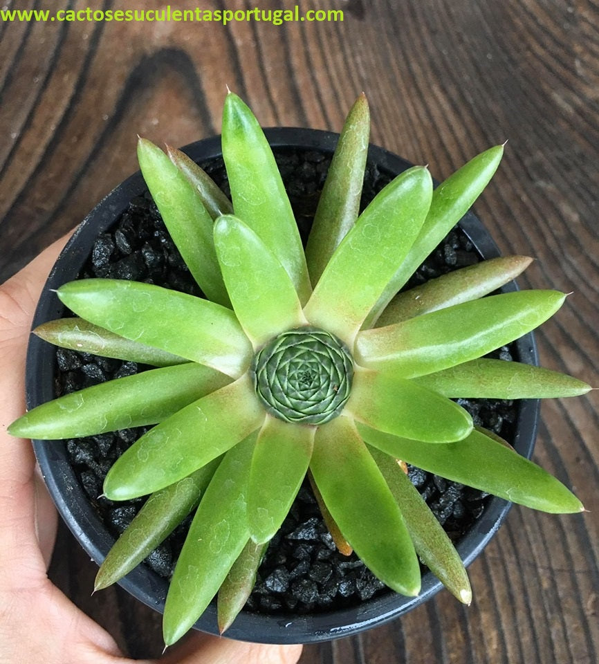 Orostachys spinosa himalaia