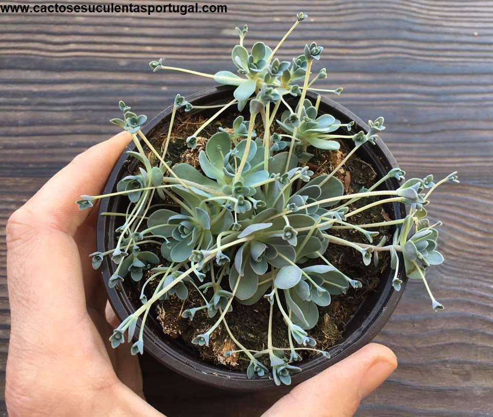Orostachys Boehmeri