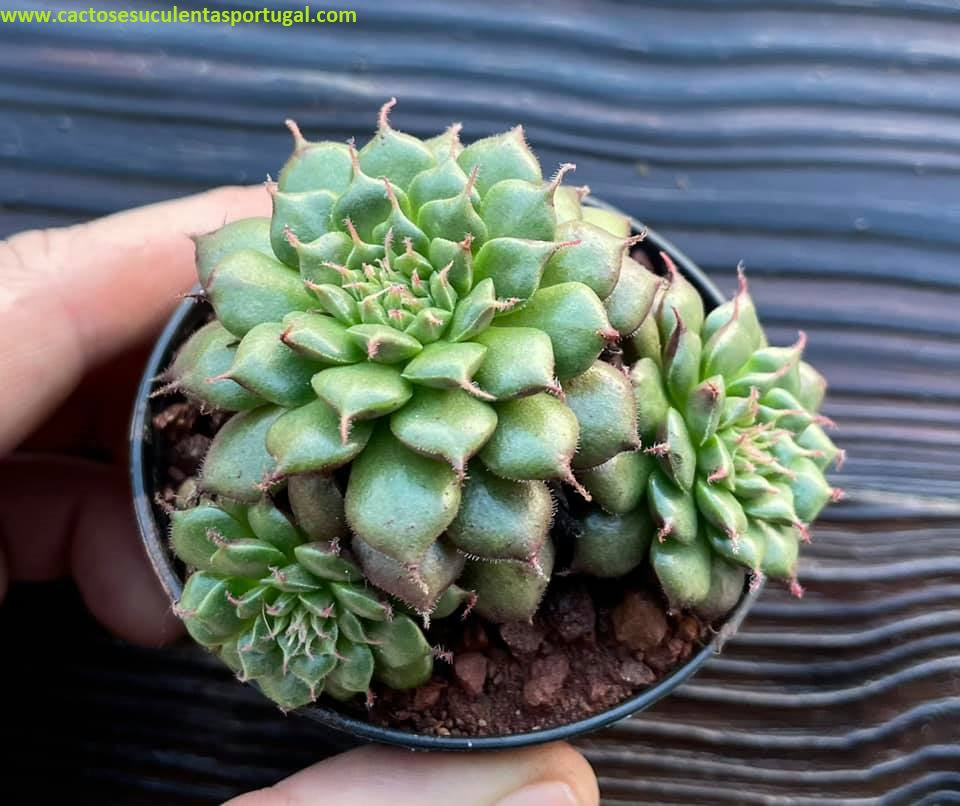 Orostachys fimbratum