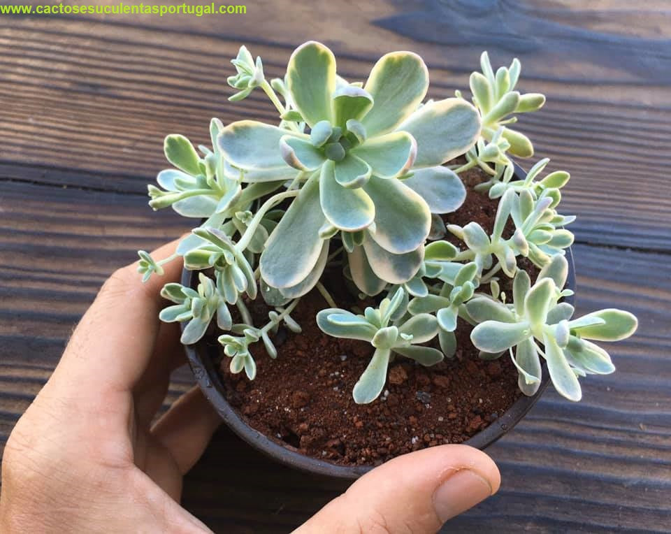 Orostachys iwarenge var. boehmeri variegated "Chinese Dunce Cap"