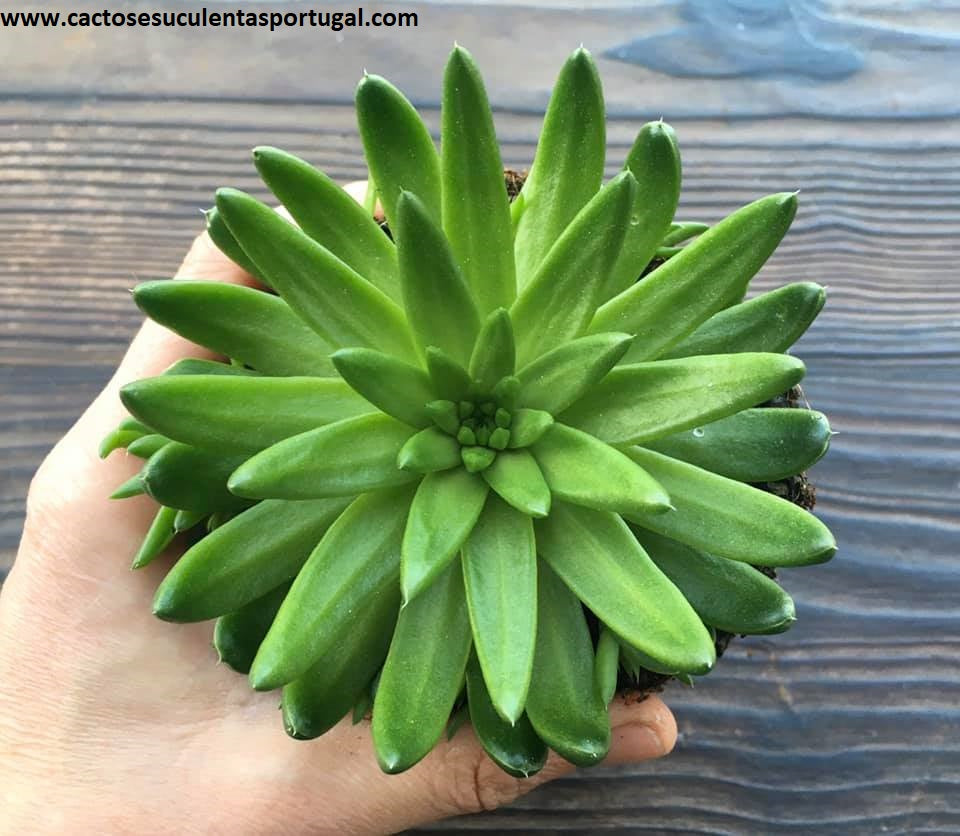 Orostachys spinosa 