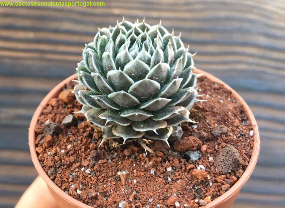 Orostachys spinosus