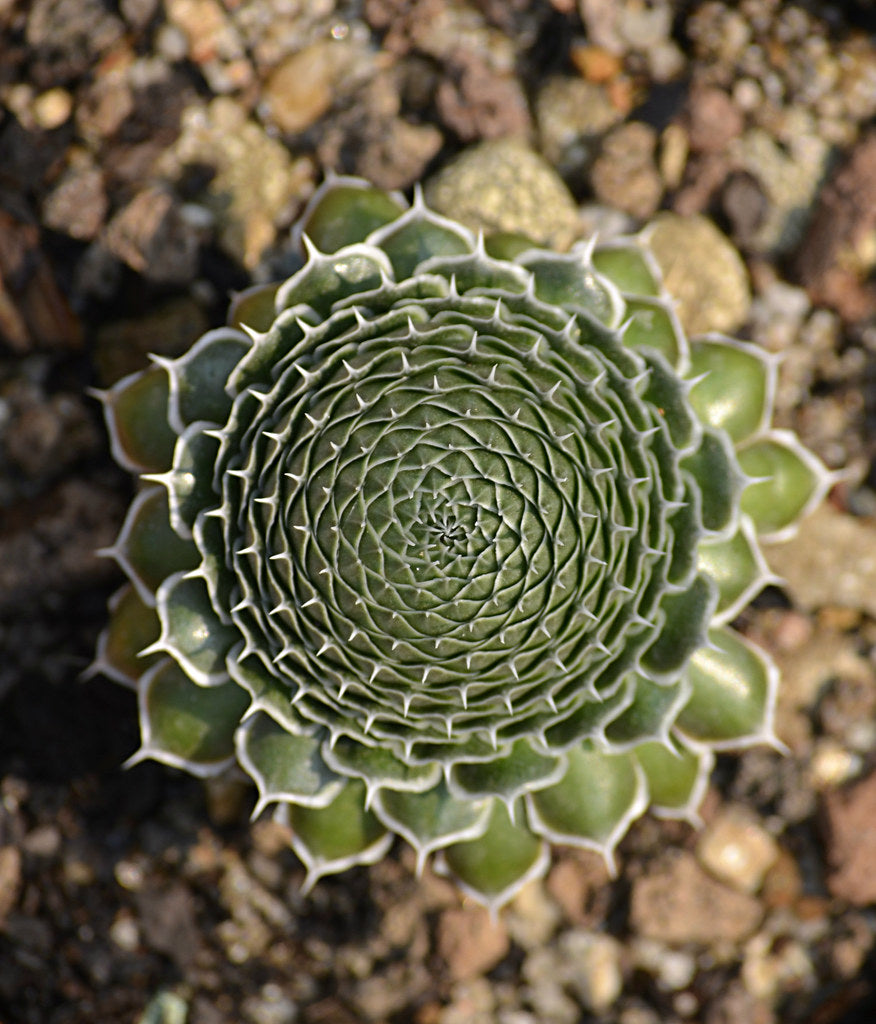 Orostachys spinosus