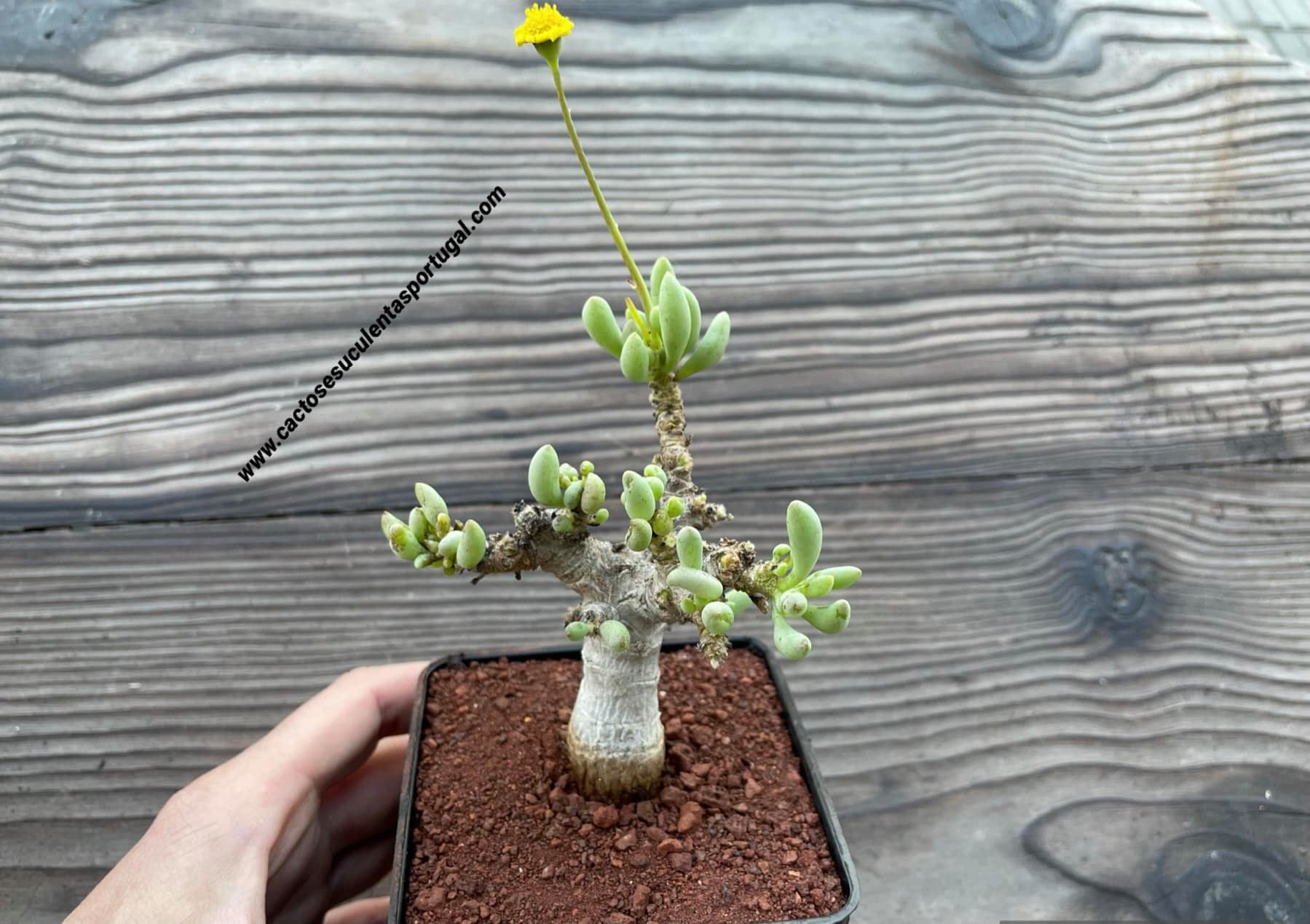 Othonna clavifolia