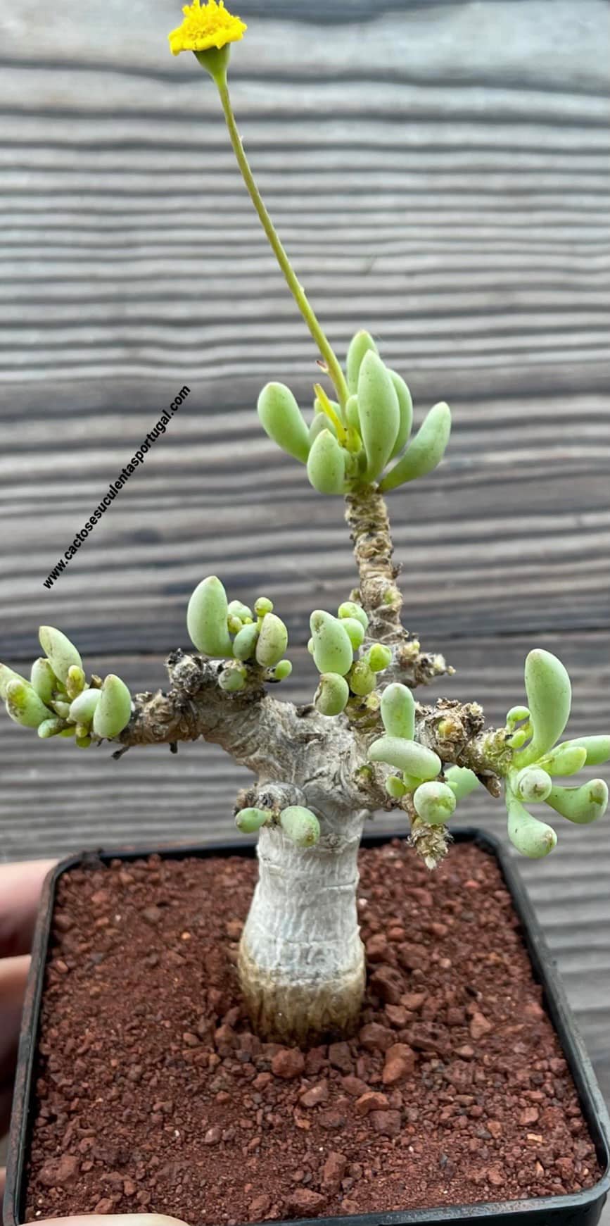 Othonna clavifolia