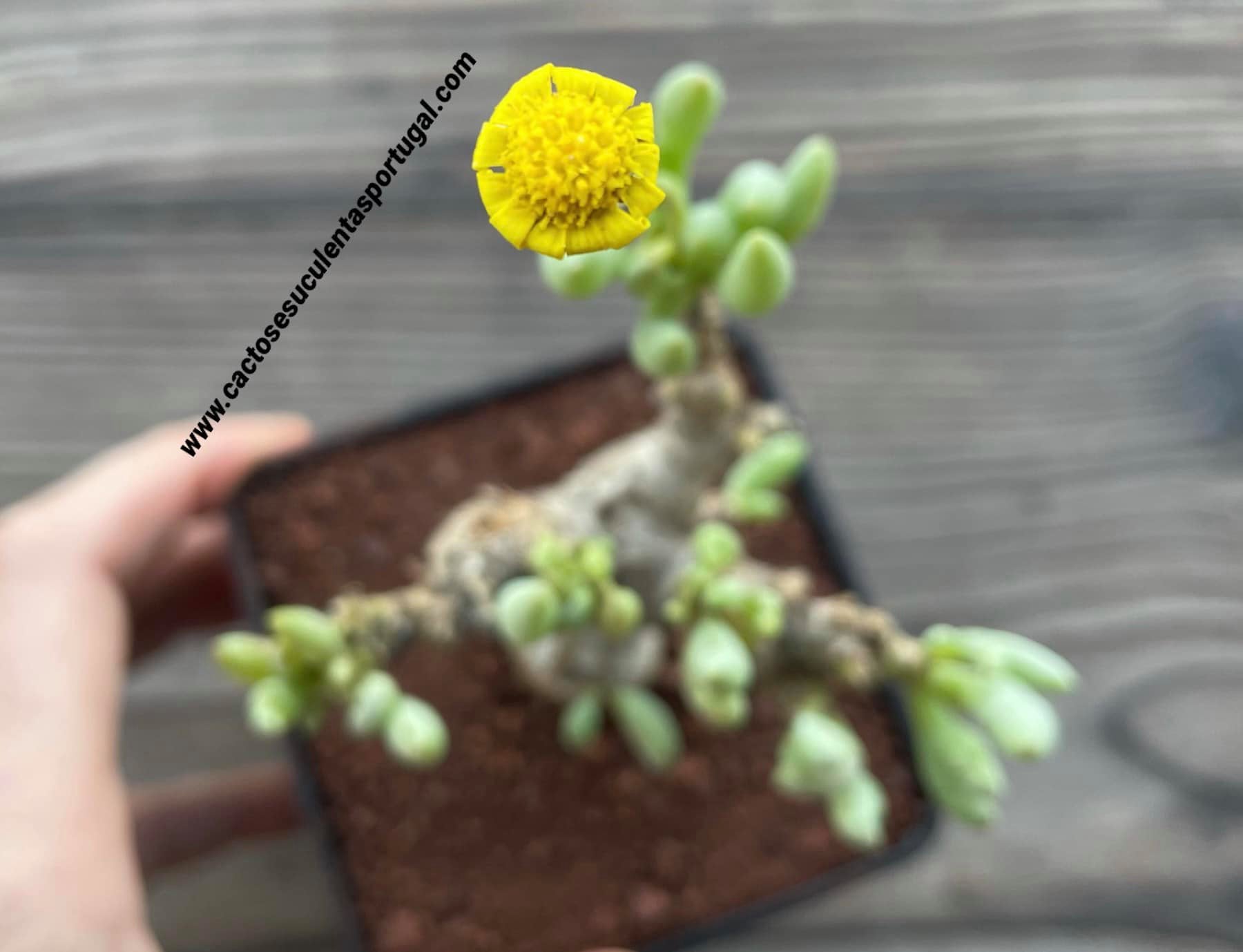 Othonna clavifolia