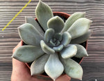 Pachyphytum Preview
