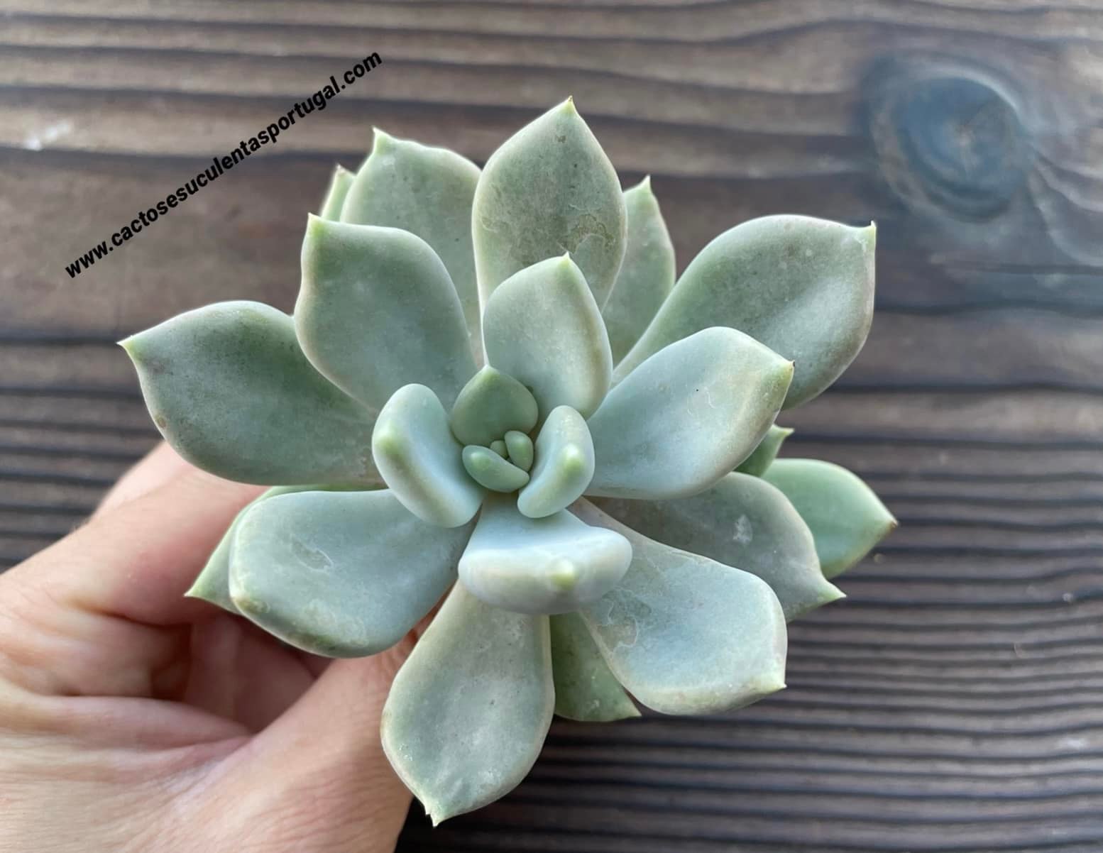 Pachyphytum 'Corvus'