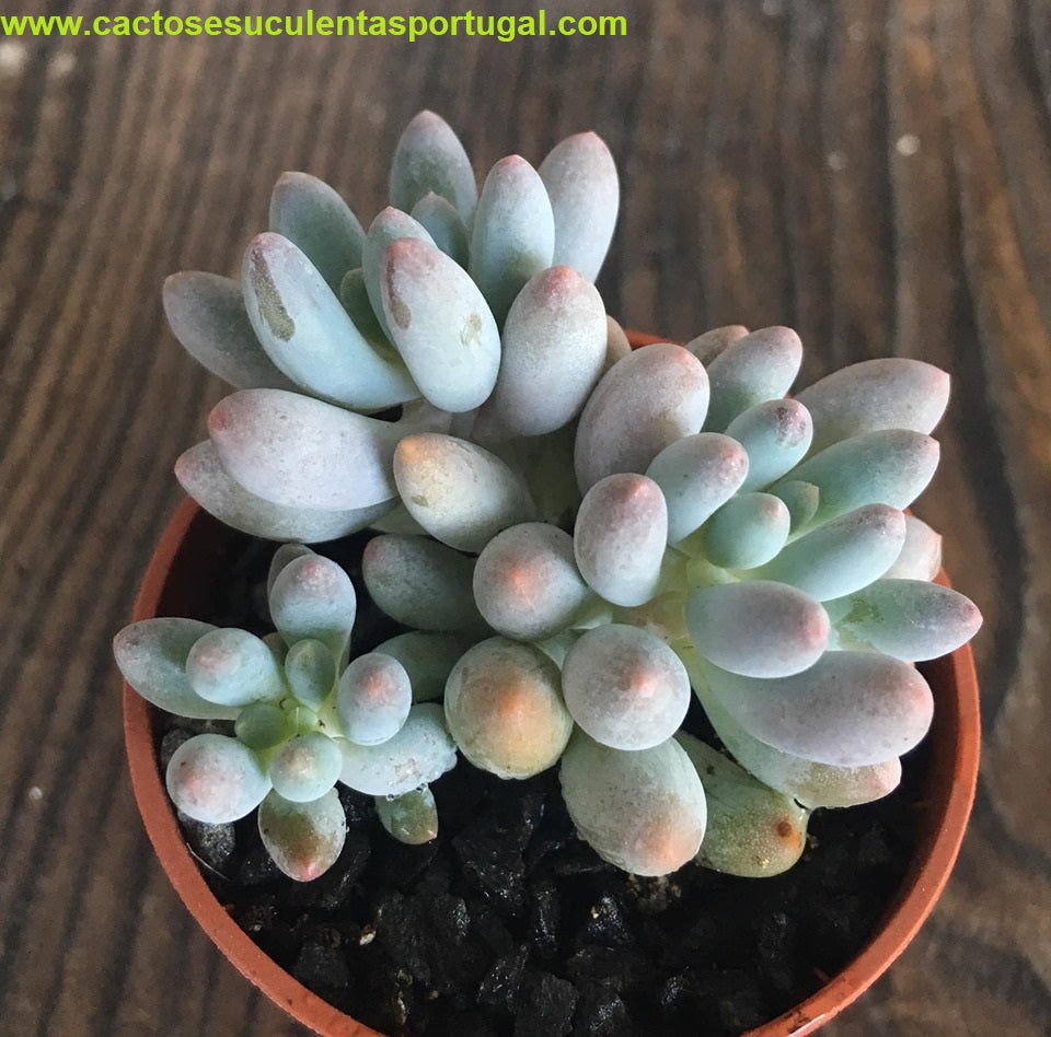 Pachyphytum 'Machucae' Baby fingers 